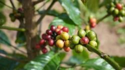 MHA Simenakhenak, Dari Kopi, Pengakuan Wilayah, Hingga Perubahan Iklim
