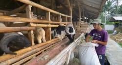Pemuda Lulusan S2 di Lebak Pilih Ternak Domba, Omzet Capai Ratusan Juta Setahun!