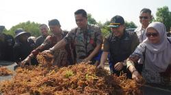 Bondo Jepara Diproyeksikan Jadi Sentra Budidaya Rumput Laut, Sekali Panen Cuan Ratusan Juta Rupiah