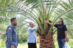 Kurma Lokal NTB Tembus Pasar Dunia, Ini Strategi BRIDA
