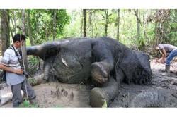 1 Dekade 23 Ekor Gajah TNTN Mati, Penyebab Akibat Perambahan Masal