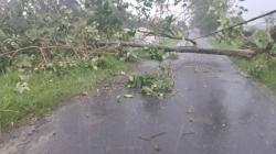 Pohon Tumbang di Cilimus Timpa Kabel Listrik hingga Tutup Jalan Penghubung Desa