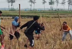 Gropyokan Dilakukan Kelompok Tani di Karangharjo Dan Desa Lainnya, Puluhan Ribu Ekor Tikus Dimusnahk