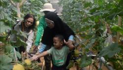 Wisata Petik Melon di Gabe Farm, Sensasi Panen Langsung dari Kebun Hidroponik