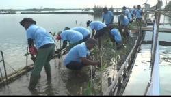 Abrasi dan Rob Pesisir Jawa Kian Parah, Gerakan anti Menanam Mangrove Digencarkan