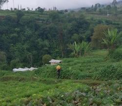 Harga Sayuran Anjlok di Pacet Cianjur, Petani Merugi hingga Rp15 Ribu per Kilogram