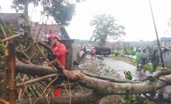 Angin Kencang Tumbangkan Pohon di Sangkanurip, Tiang Listrik hingga Akses Jalan dan Rumah Terdampak