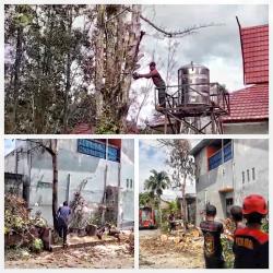 Pohon Rawan Tumbang di Palangka Raya Dieksekusi Damkar Demi Keselamatan Pengguna Jalan dan Warga