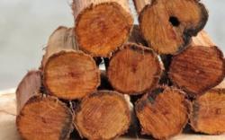 Herbal Ajaib dari Kalimantan, Ini Khasiat Kayu Bajakah bagi Kesehatan Tubuh
