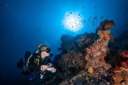 Kolaborasi Menyelamatkan Laut, Blue Corner Gandeng SIER Restorasi Terumbu Karang Nusa Penida