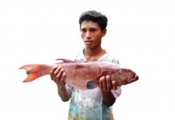 Raja Ampat: Surga Kerapu Terancam Tambang, Ilmuwan IPB Beri Peringatan Keras!