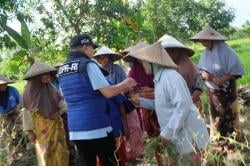 Anggota DPR RI Muazzim Akbar Kawal Harga Gabah Petani NTB, Dorong Penyerapan Langsung oleh Bulog