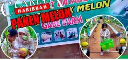Video Wisata Petik Melon di Gabe Farm Pringsewu