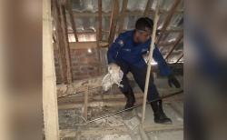 Damkar Lamongan Evakuasi 5 Burung Hantu dari Plafon Rumah Warga Tambakrigadung