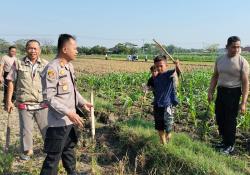 Orang Dewasa, Anak-Anak Hingga Kapolsek Pulokulon Ikut Gropyokan Tikus di Sawah Desa Sembungharjo