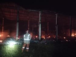 Kandang Ayam di Ngusikan Jombang Ludes Terbakar, Puluhan Ribu Anak Ekor Ayam Mati Terpanggang
