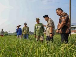Taj Yasin: Grobogan Pahlawan Pangan Indonesia, Lahan Pertanian Wajib Dipertahankan!