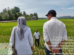 Distanpang Pidie Jaya : 358 Hektare Sawah Tanam Padi Alami Kekeringan Pasca Kemarau