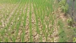 Sawah Alami Kekeringan di Pidie Jaya Aceh, Pemkab Sebarkan 20 Unit Pompa Air ke Petani