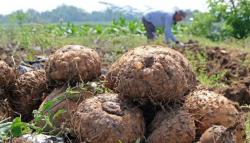 Petani di Sinjai Menanti Kehadiran Pabrik Porang