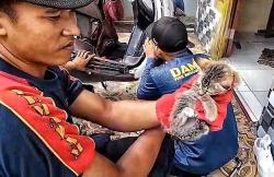 Anak Kucing Terjebak di Spakbor Motor di Palangka Raya, Damkar Lakukan Evakuasi