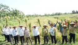 Ratusan Warga Binaan Garap Program Ketahanan Pangan di Nusakambangan