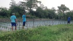 Sawah Warga Ciwandan Rusak Diduga Akibat Limbah Tambang, Petani Gagal Panen