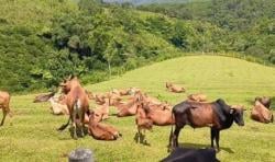Pemda Diminta Alokasikan Anggaran Budidaya Sapi Pasundan di APBD Perubahan