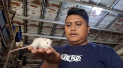 Dari Hobi Jadi Cuan, Pemuda Subang Raup Belasan Juta dari Ternak Tikus Putih