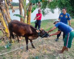 Sapi Warga Gayam Lepas Bikin Panik, Petugas Damkar Bojonegoro Turun Tangan