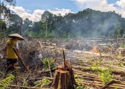 Peladang di Lamandau Buka Lahan dengan Cara Dibakar Berbenturan Hukum Pidana, Padahal Itu Tradisi!