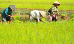 Petani Ternyata Kalimat Singkatan yang Dibuat Bung Karno, Lantas Apa Kepanjangannya?