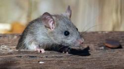 Leptospirosis, Ancaman Mematikan yang Mengintai di Musim Hujan
