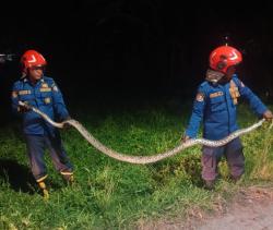 Ular Piton 2,5 Meter Dievakuasi Damkarmat Bojonegoro, Masuk ke Permukiman Warga di Temayang