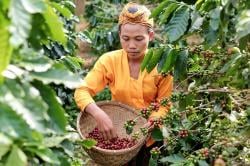 Kopi Senduro, Warisan Lereng Semeru yang Kini Jadi Daya Tarik Wisata