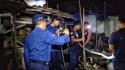 Ular Sanca Sepanjang 4 Meter Mangsa Ternak Warga di Palangka Raya, Dievakuasi Petugas Damkar