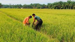 Puluhan Hektare Sawah Petani di Rohul Kekeringan, Sebagian Sudah Gagal Panen dan Jadi Pakan