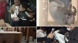 Polres Tasikmalaya Kota Gagalkan Perdagangan Ilegal Satwa Dilindungi 2 Ekor Owa Jawa