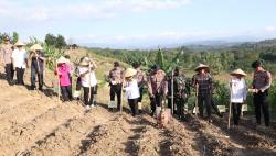 Dukung Program Swasembada Pangan 2025, Polres Pekalongan Tanam Jagung Serentak