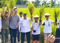 Pesta Panen Padi, Wagub Sulbar Pastikan Benahi Irigasi dan Cetak Sawah