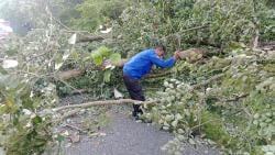 Pohon Tumbang Tutup Akses Arah Kuningan Menuju Cirebon di Jalan Lingkar Timur