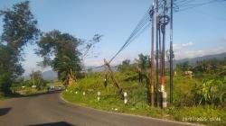 Diterpa Angin Kencang, Sebuah Pohon Patah Timpa Kabel Telkom di Jalan Raya Sodong-Belik