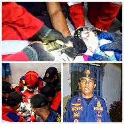 Petugas Damkar Evakuasi Kail Pancing yang Tersangkut di Mulut dan Tangan Kucing Peliharaan
