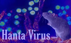 Lansia Asal Kupang Positif Hantavirus, Pemkot Lakukan Penangkapan Tikus Massal