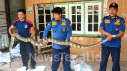 Ular Sanca Panjang 5 Meter Melintas di Jalan Gegerkan Warga