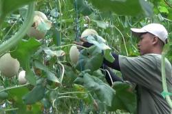 Petani Melon Jatim Merana: Cuaca Tak Menentu dan Serangan Virus Ancam Produksi!