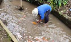 Dari Hobi Jadi Cuan! Warga Pandeglang Raup Puluhan Juta Rupiah Tiap Bulan dari Ikan Koi