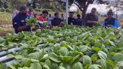 Dari 2,5 Ton Jadi 9,5 Ton! Panen Tomat Wayame Melejit Berkat Program Wayame Hydro Bae