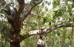 Jombang Geger! Kerangka Manusia Ditemukan Warga Tergantung di Pohon Mangga