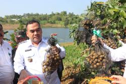 Kelompok Tani di Blora Panen Kelengkeng Semusim Hasilkan Rp3 Miliar